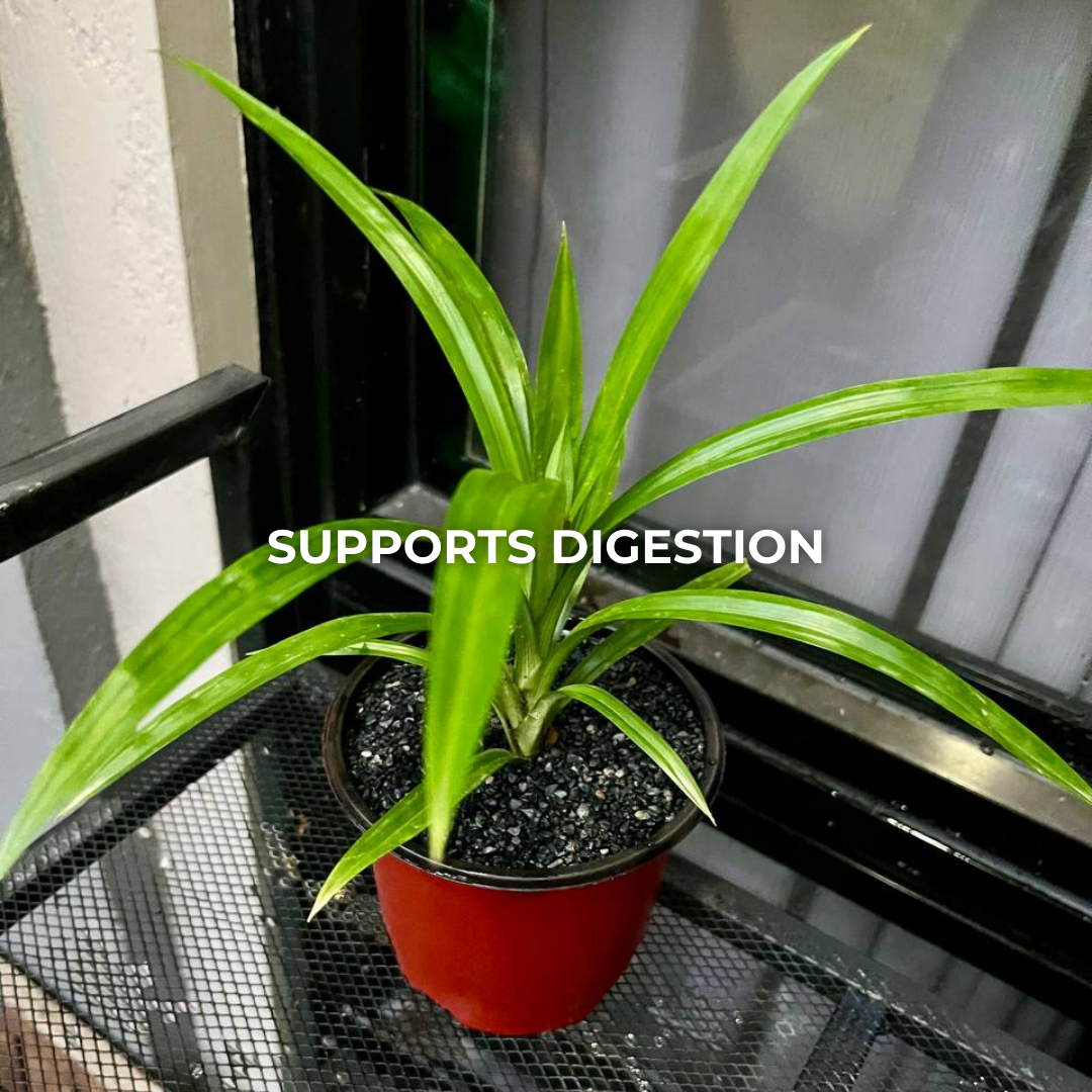 Pandan Plant