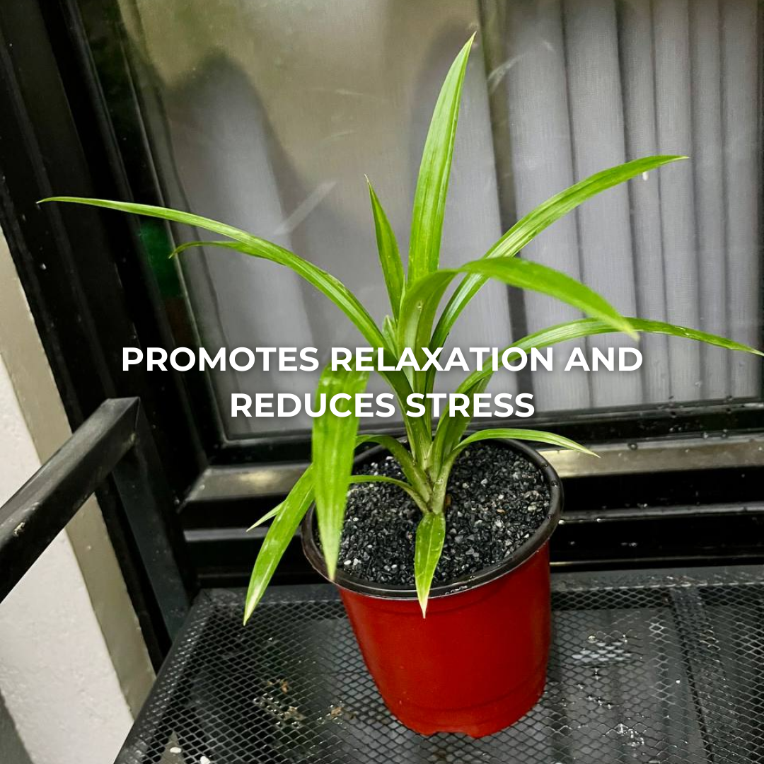 Pandan Plant
