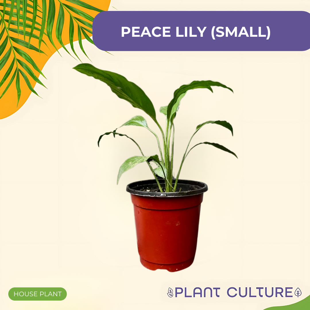 Peace Lily (S)