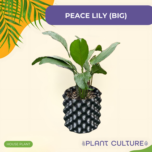 Peace Lily (L)