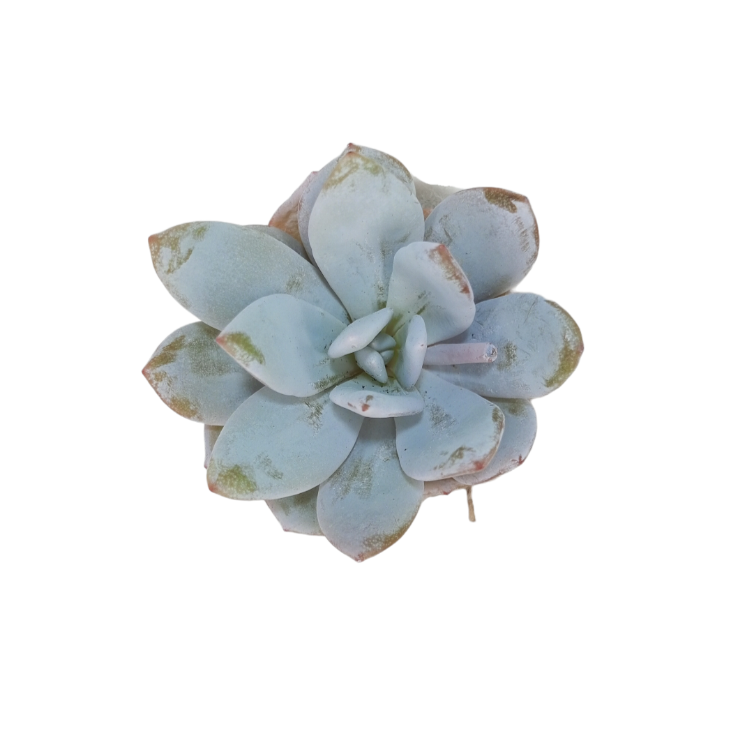 Echeveria Laui Medium