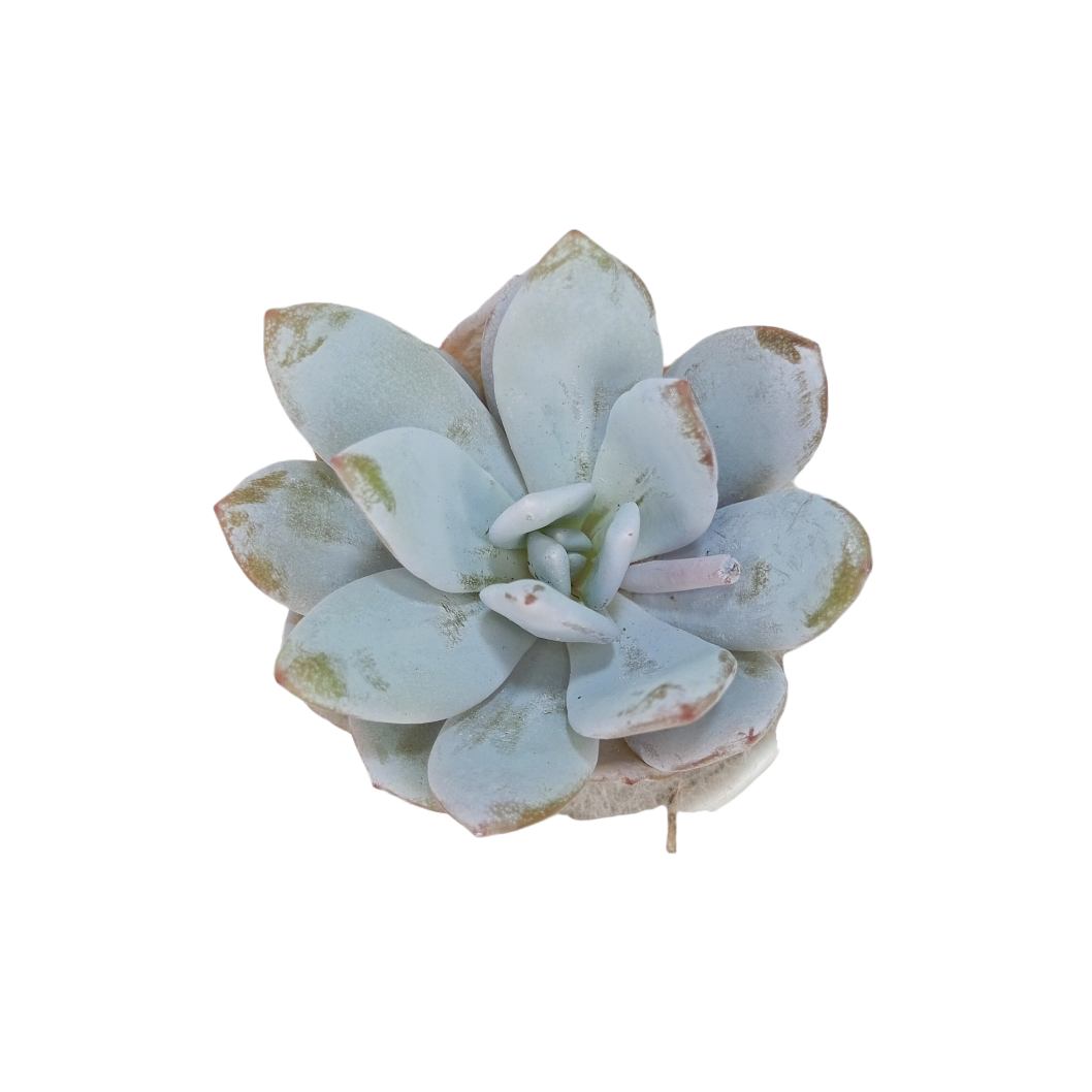 Echeveria Laui Medium