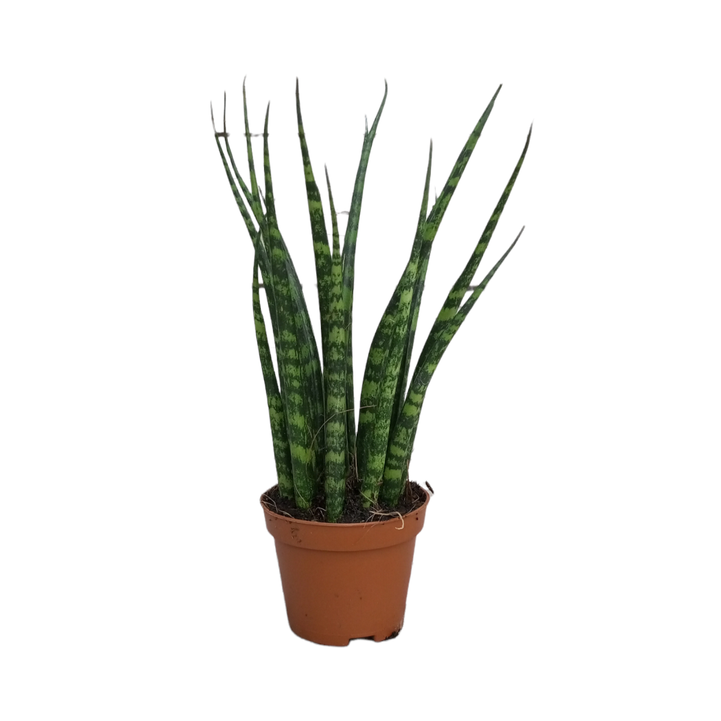Sansevieria Fernwood