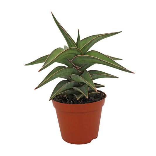 Sansevieria Lavranos 6cm