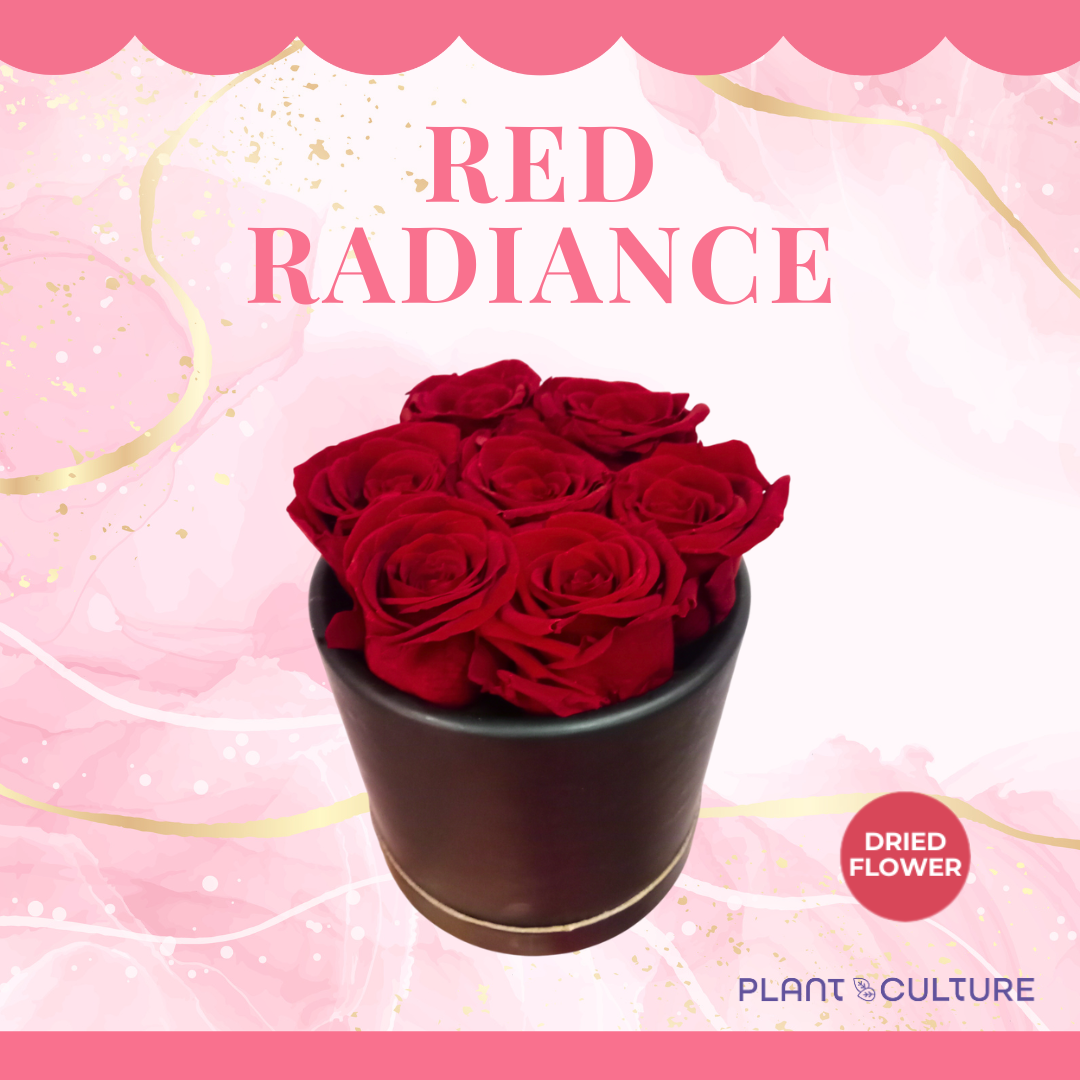Red Radiance Preserved Dried Flower Arrangement