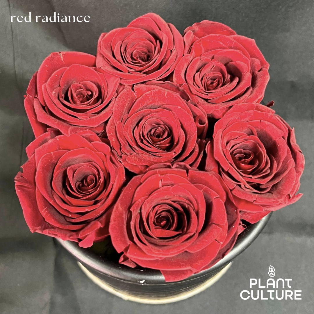 Red Radiance Preserved Dried Flower Arrangement