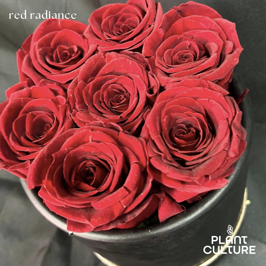 Red Radiance Preserved Dried Flower Arrangement