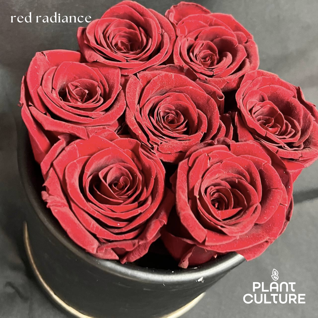 Red Radiance Preserved Dried Flower Arrangement