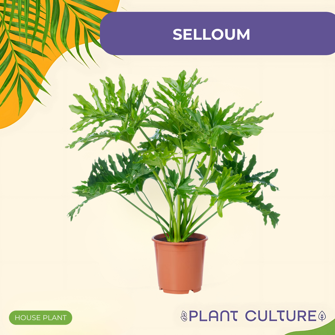Selloum