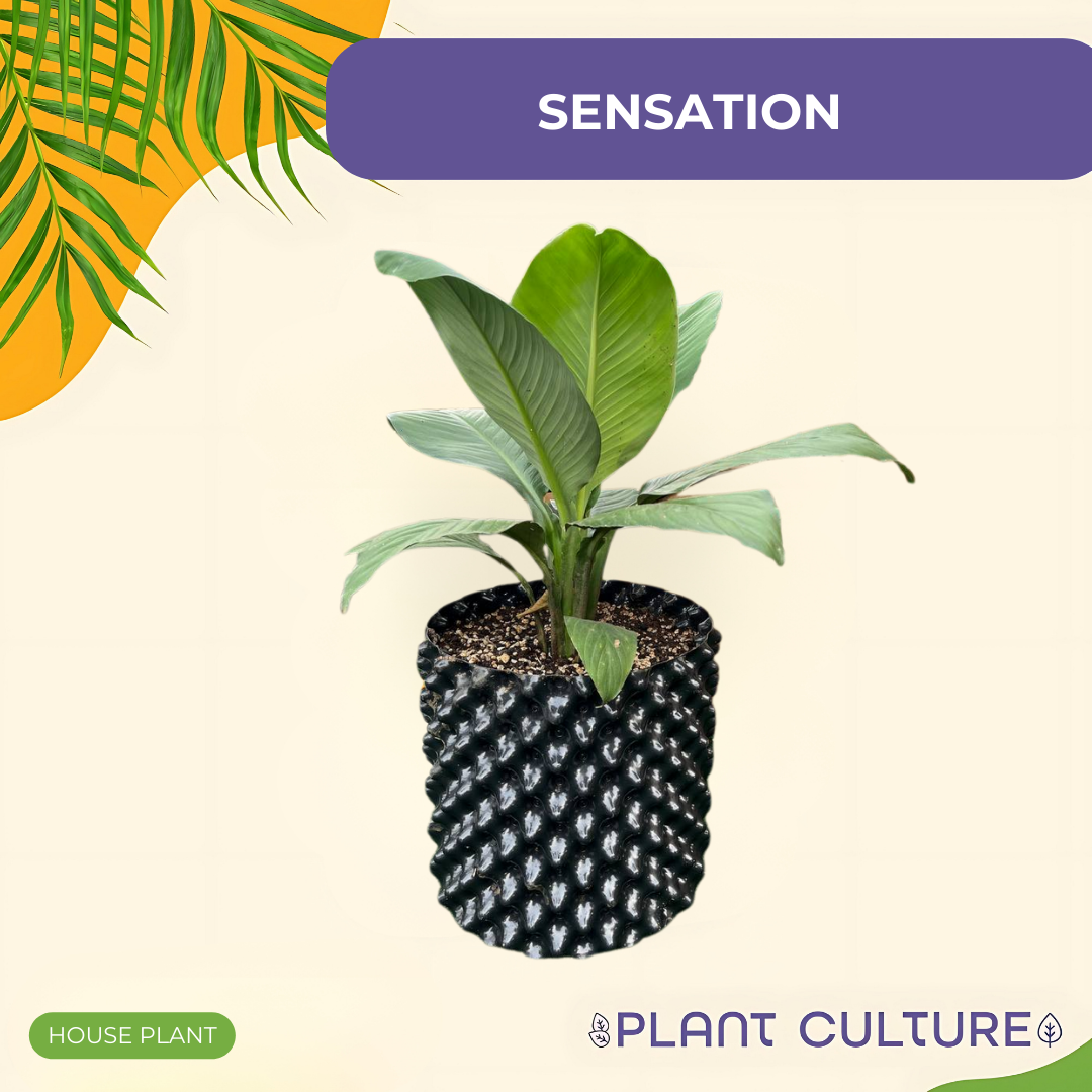 Philodendron Sensation