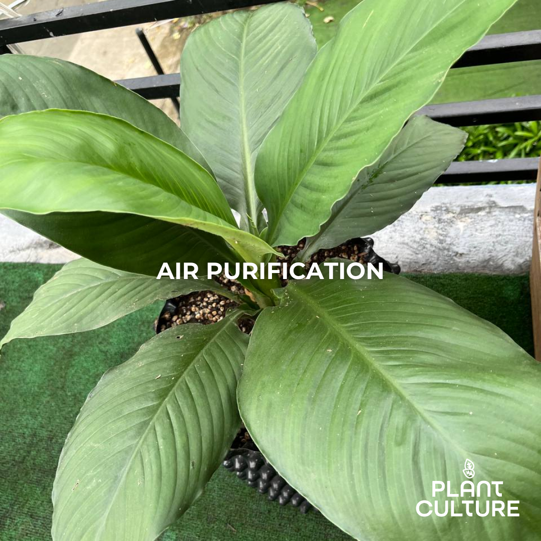 Philodendron Sensation