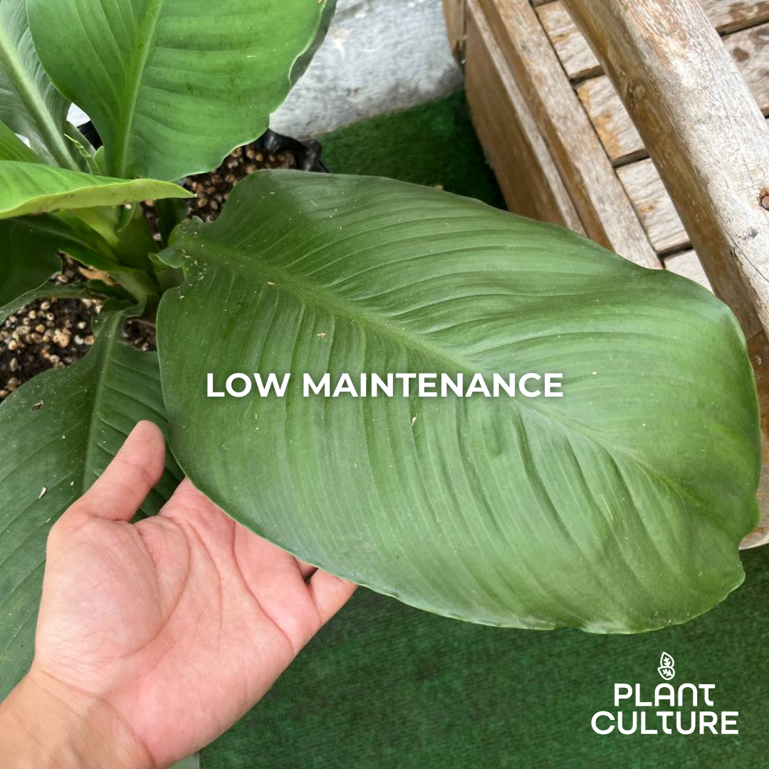 Philodendron Sensation