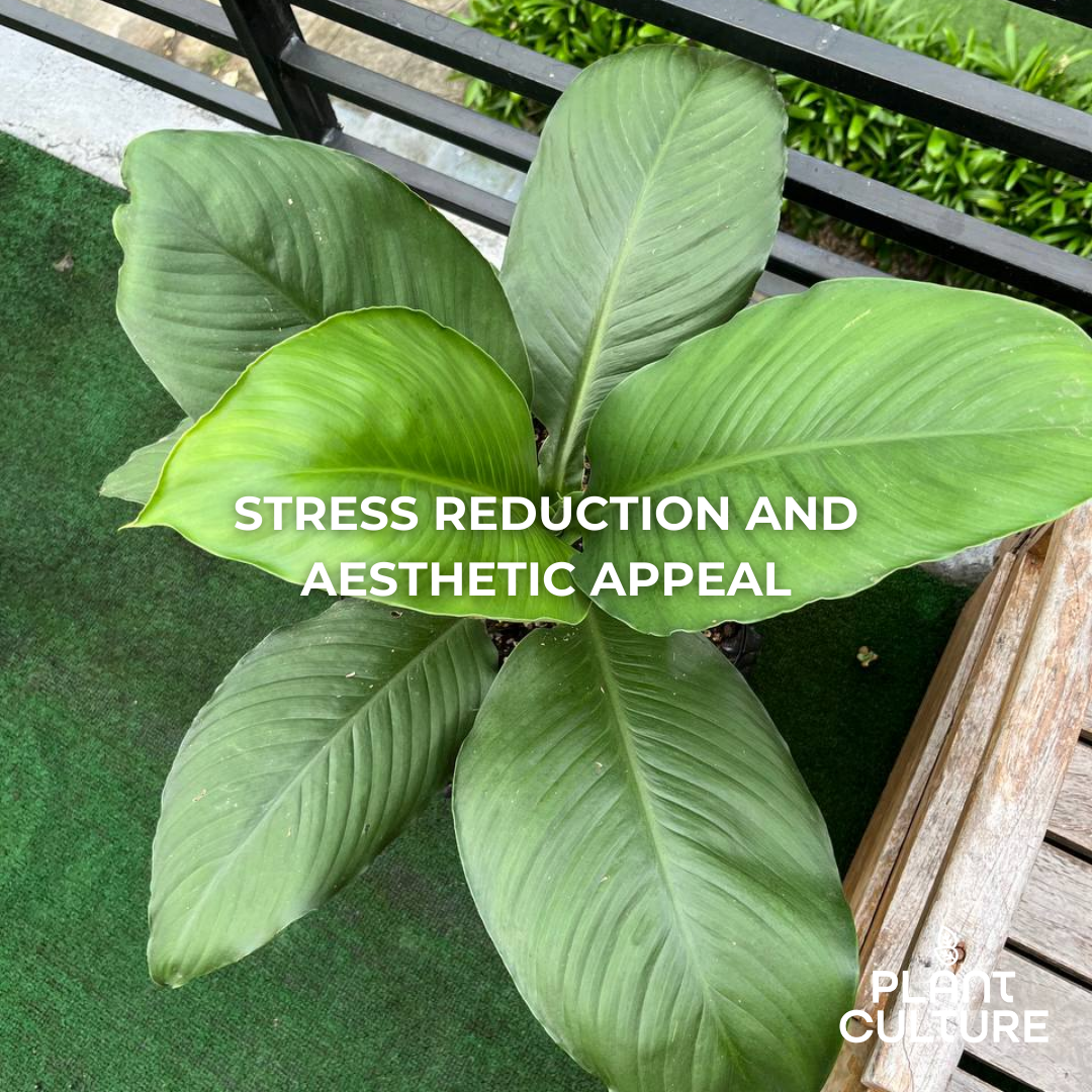 Philodendron Sensation