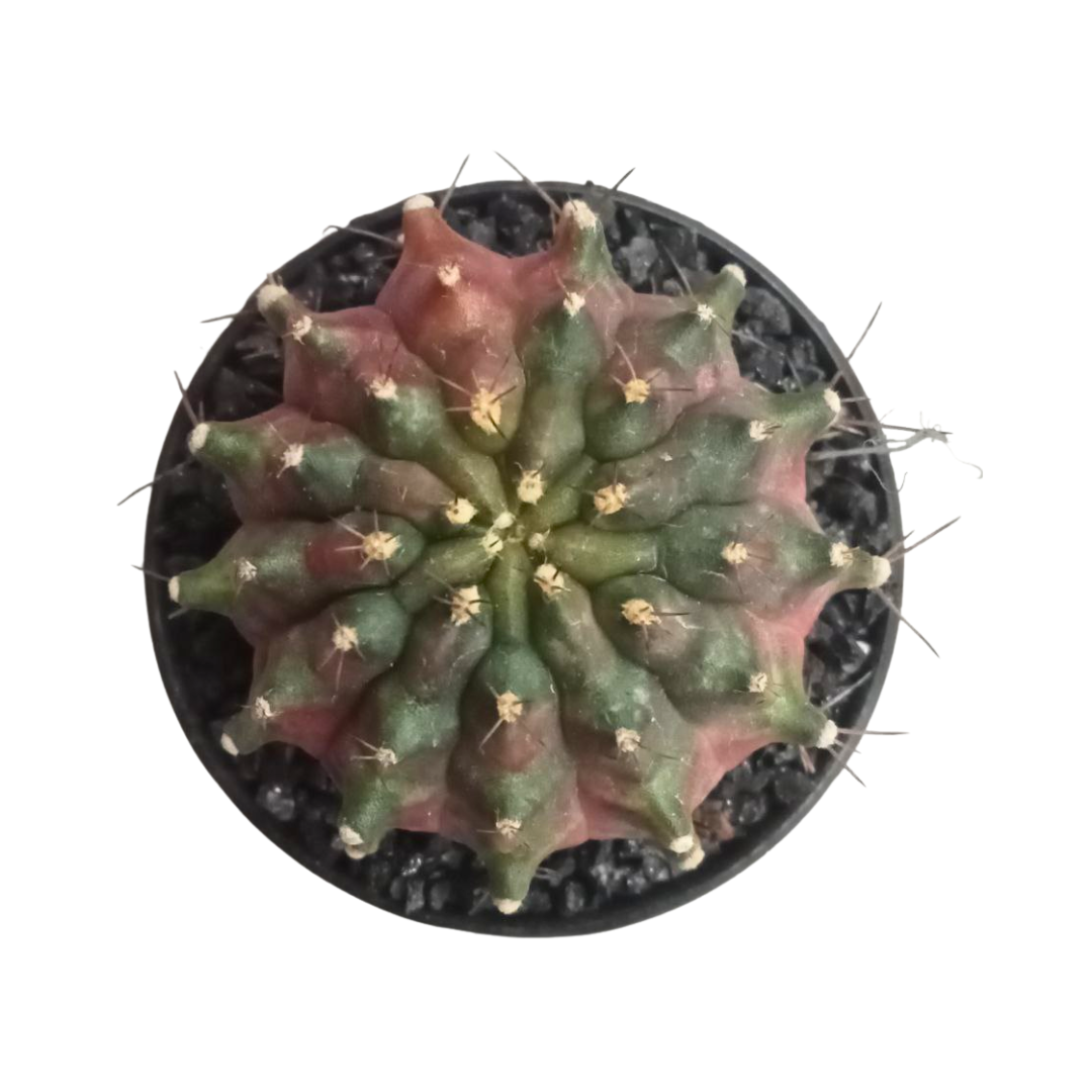 Gymnocalycium - Sepia A