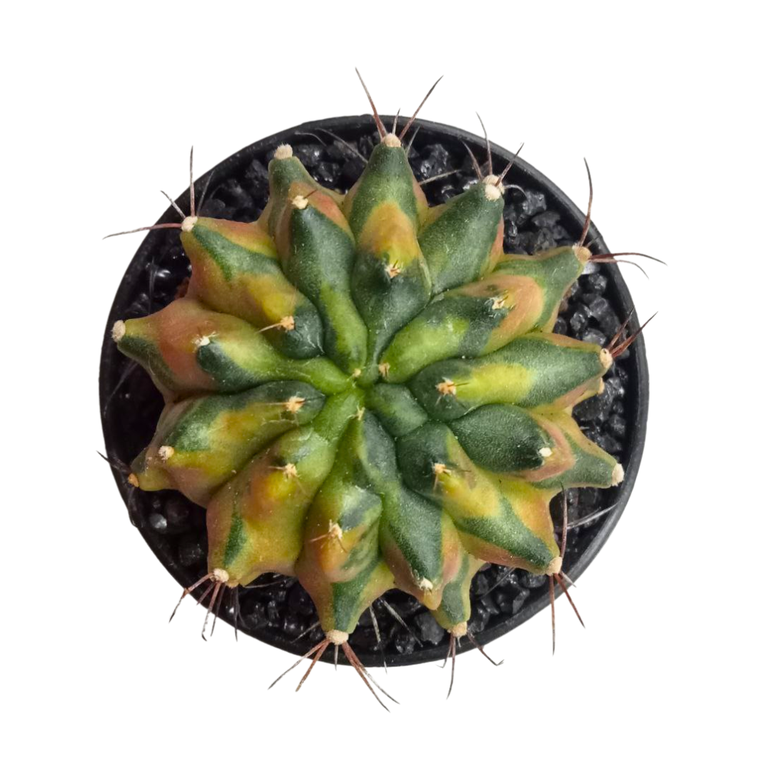 Gymnocalycium - Sepia B