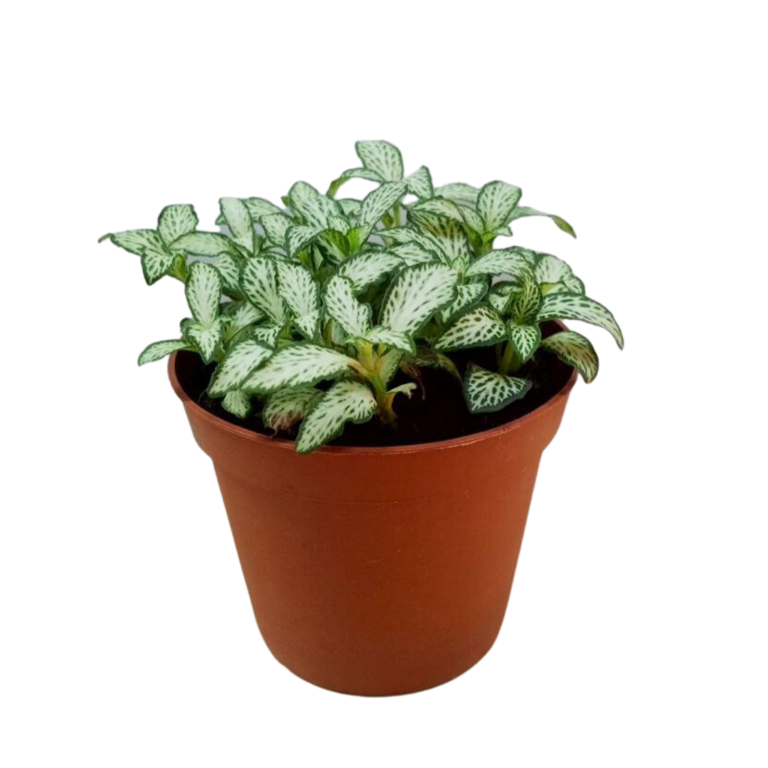 Nerve Plant (Fittonia) 8cm