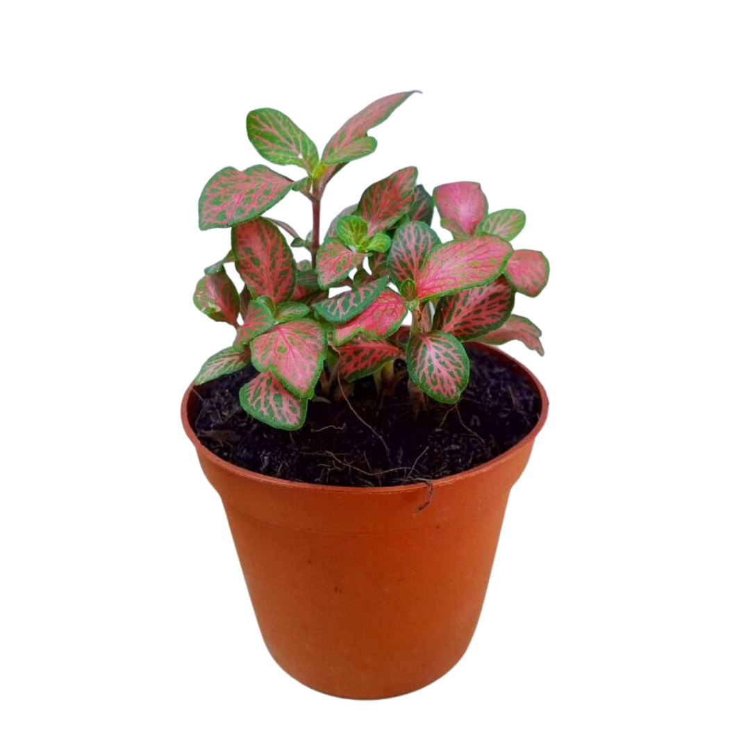 Nerve Plant (Fittonia) 8cm