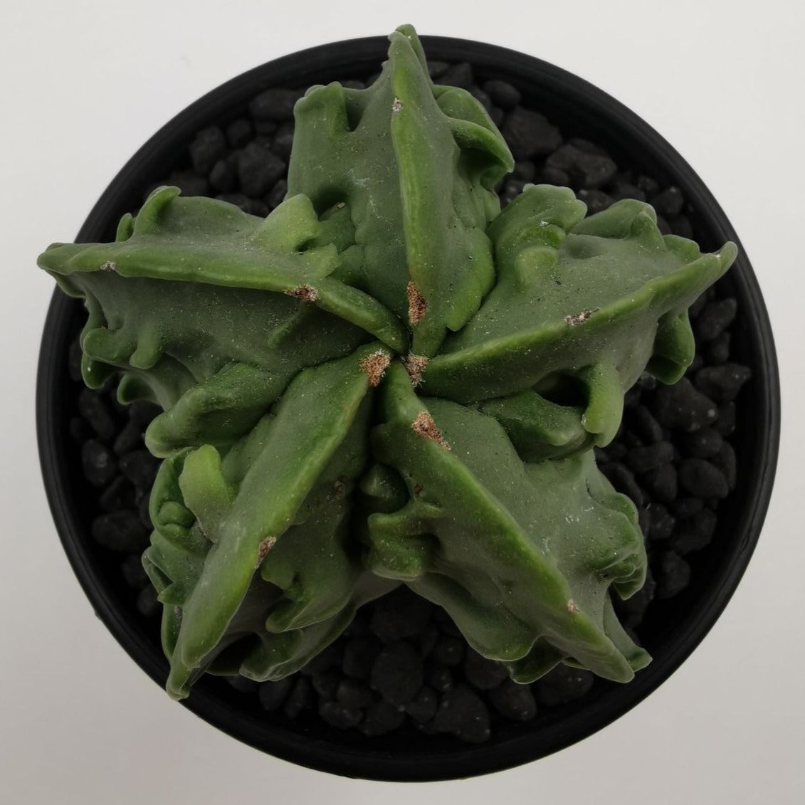Astrophytum Myriostigma Fukuryo