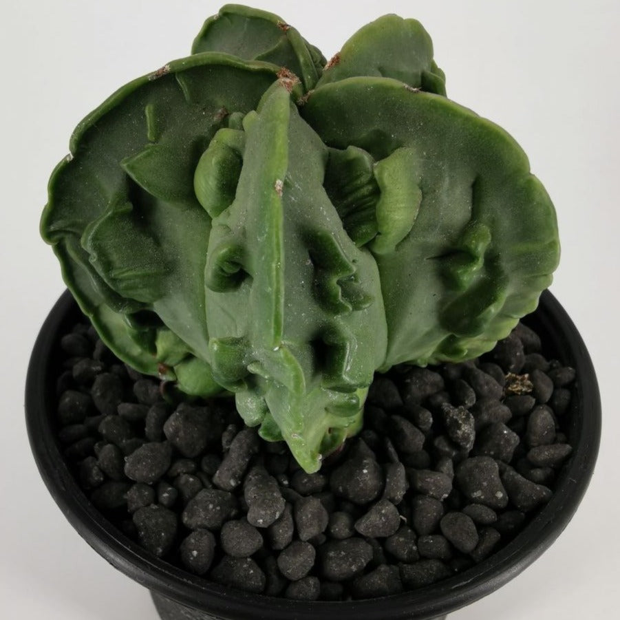 Astrophytum Myriostigma Fukuryo