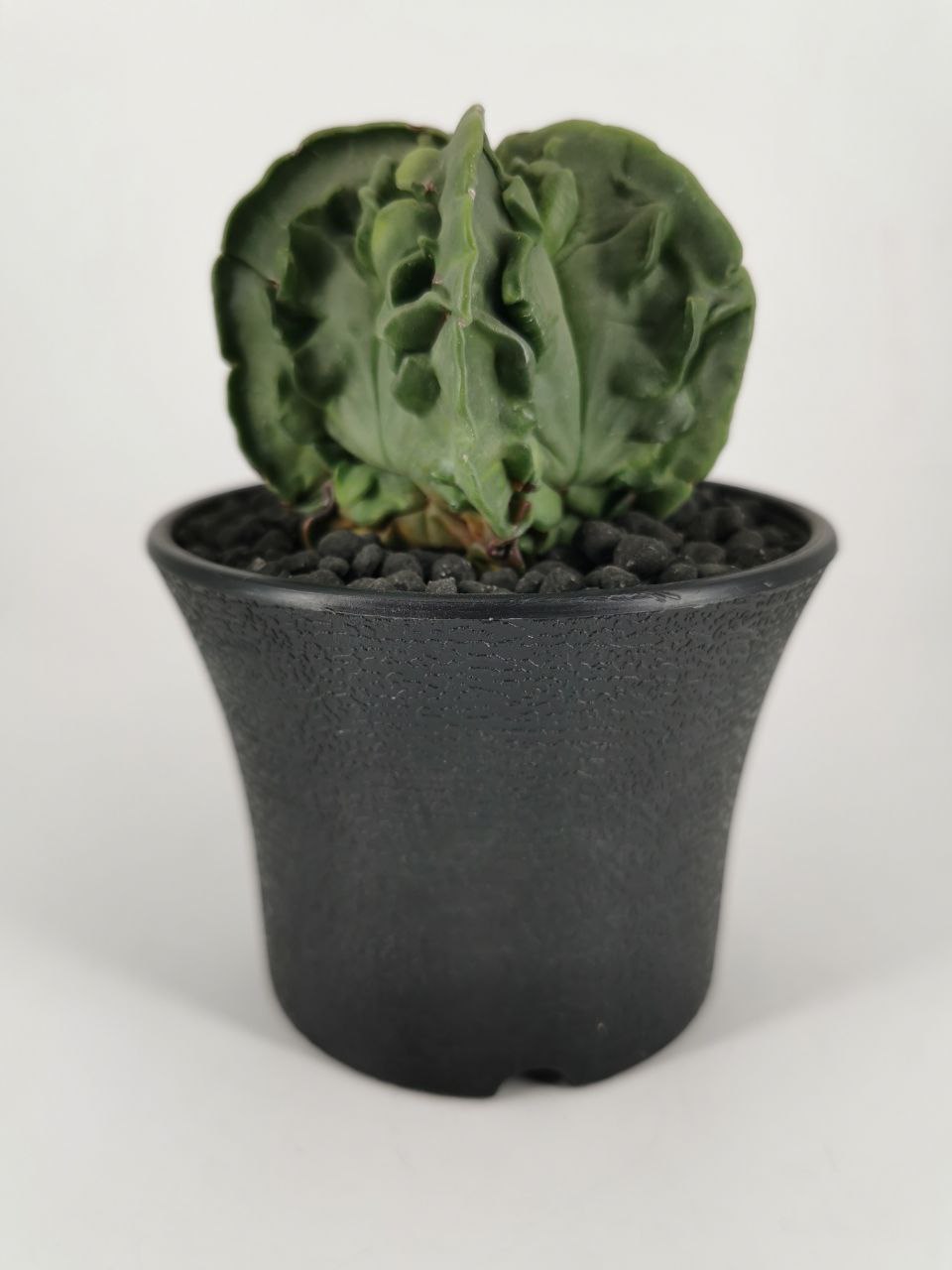 Astrophytum Myriostigma Fukuryo