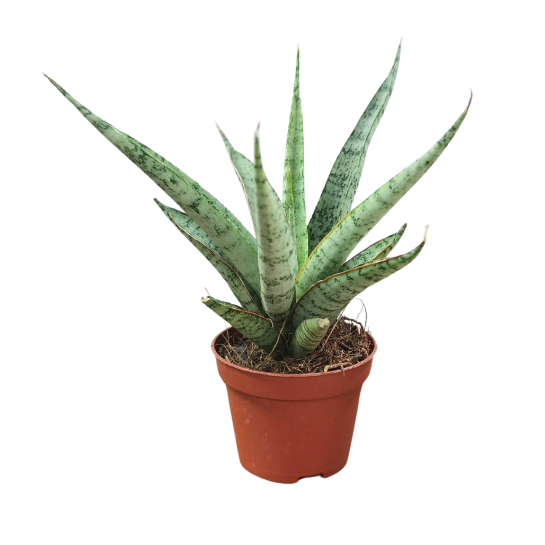 snake plant ph Sanseviera B12 – Plant Culture PH