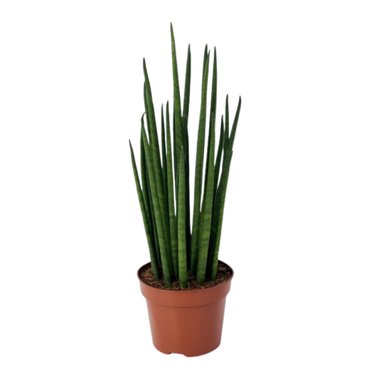 Sansevieria Bacularis