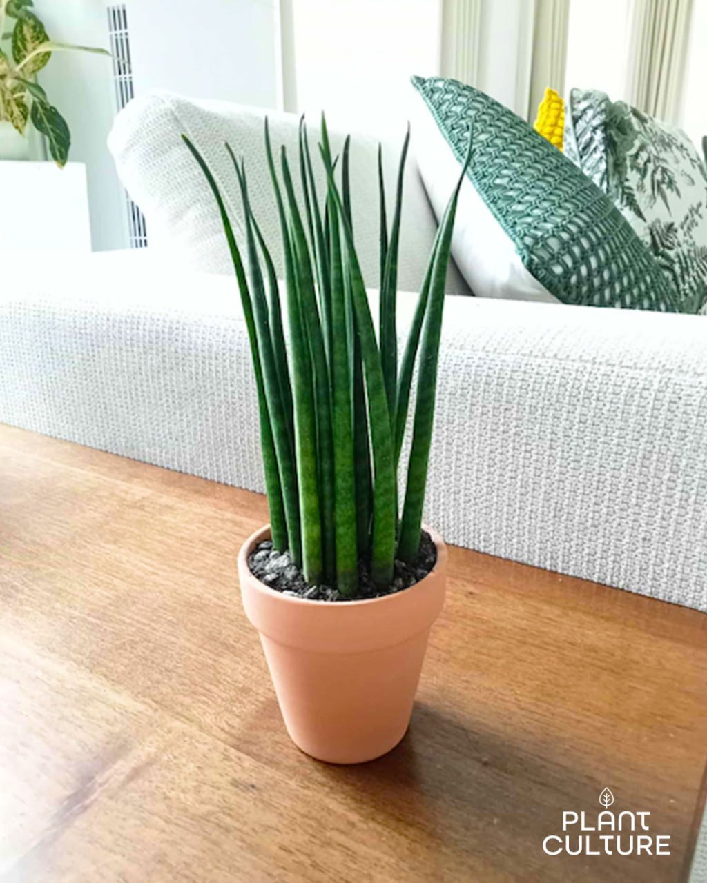 Sansevieria Bacularis