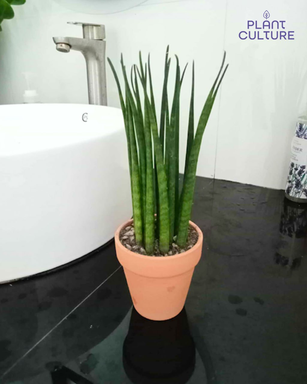 Sansevieria Bacularis