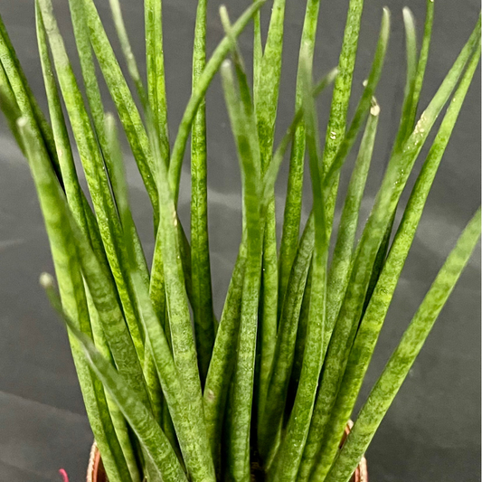 Plant Culture Sansevieria Bacularis 9cm – Minimalist Christmas Gift Plant