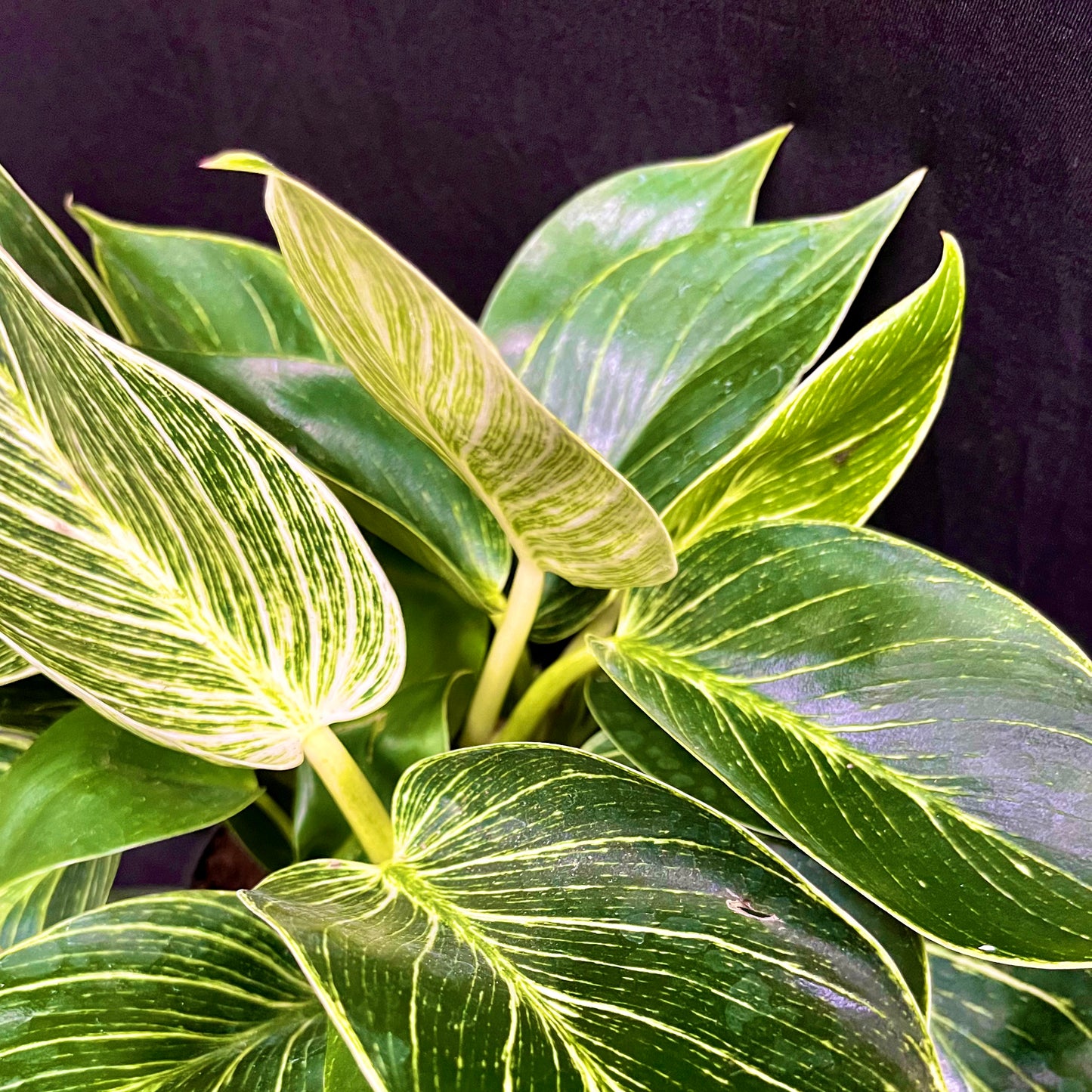 Philodendron Birkin – 3-in-1 Bundle
