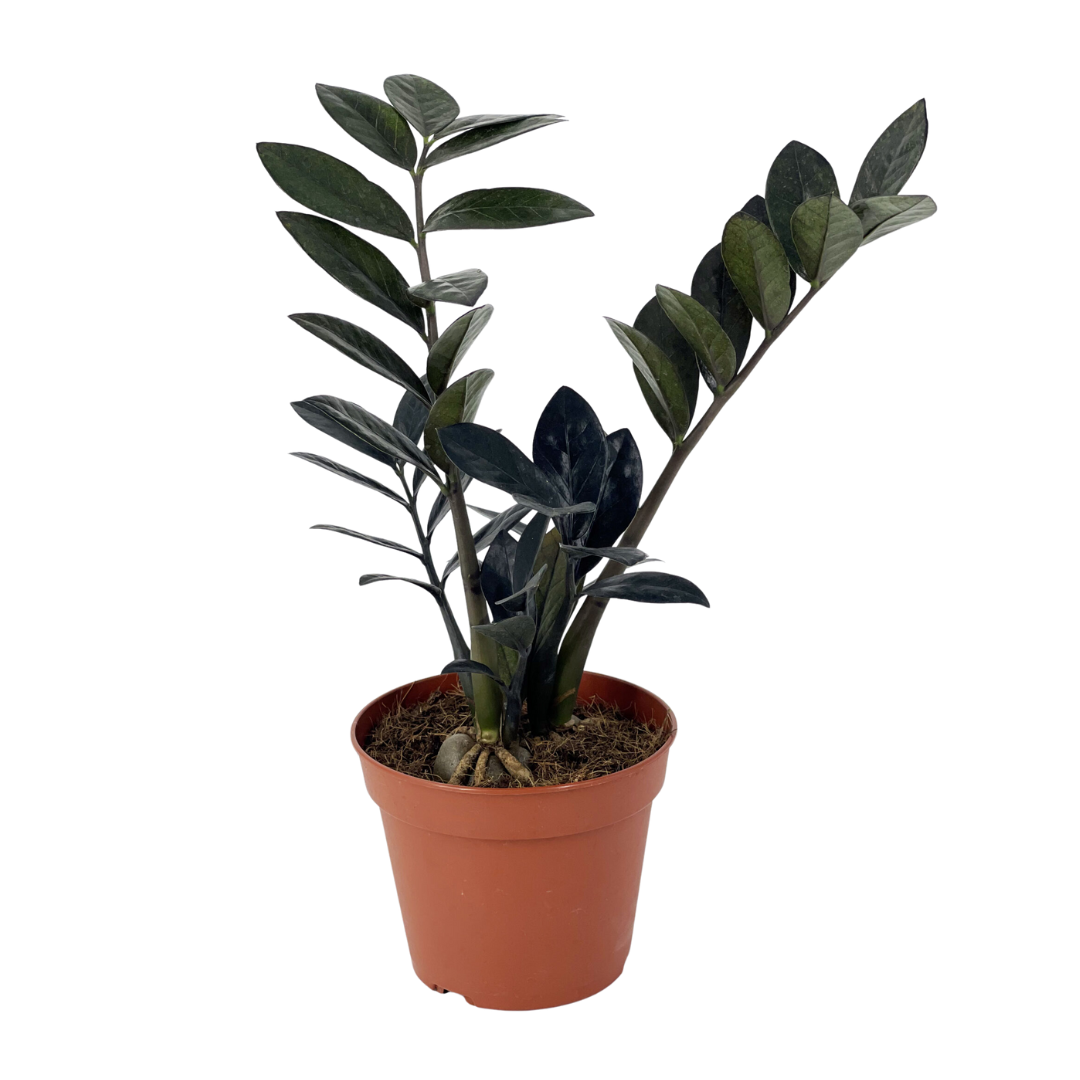zz plant ph ZZ Plant Black Raven – Plant Culture PH
