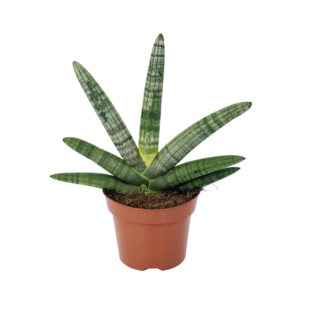 sansevieria philippines Sansevieria Boncel – Plant Culture PH