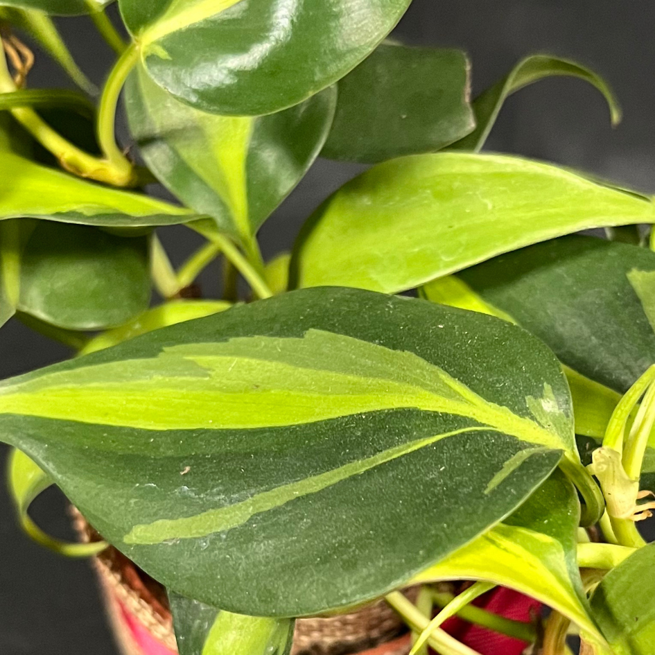 Plant Culture Philodendron Brasil – Heartleaf Christmas Gift Plant