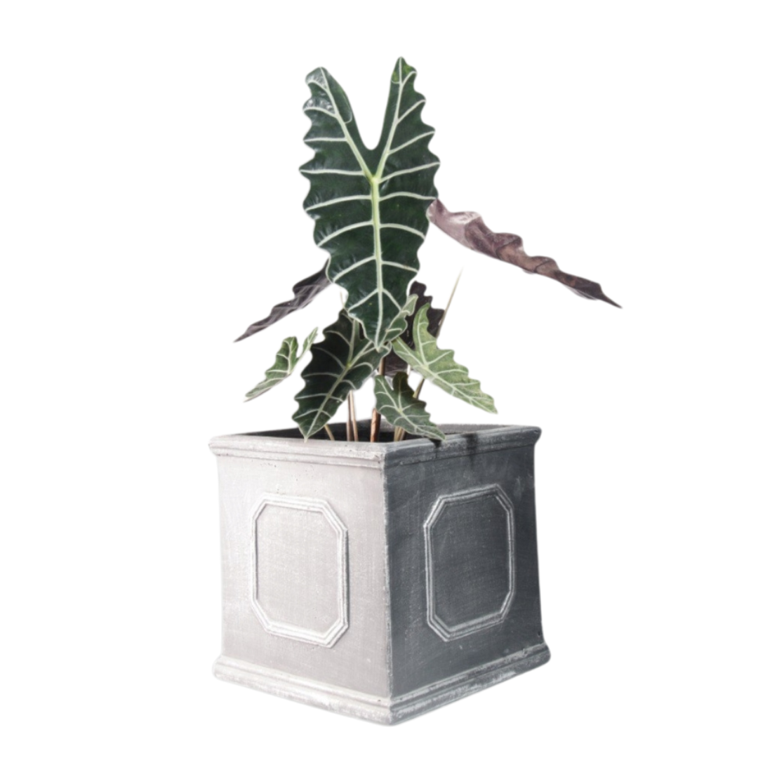 Minimalist Square Planter for Lawn Decors by Plant Culture PH