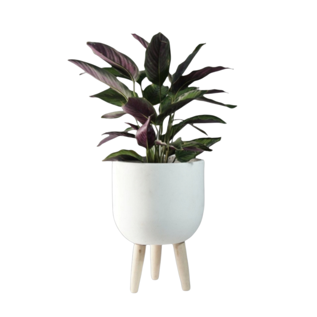 Aesthetic Elevated Curved Planter for Indoor Plants | Cement Pots