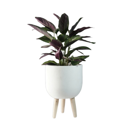 Aesthetic Elevated Curved Planter for Indoor Plants | Cement Pots