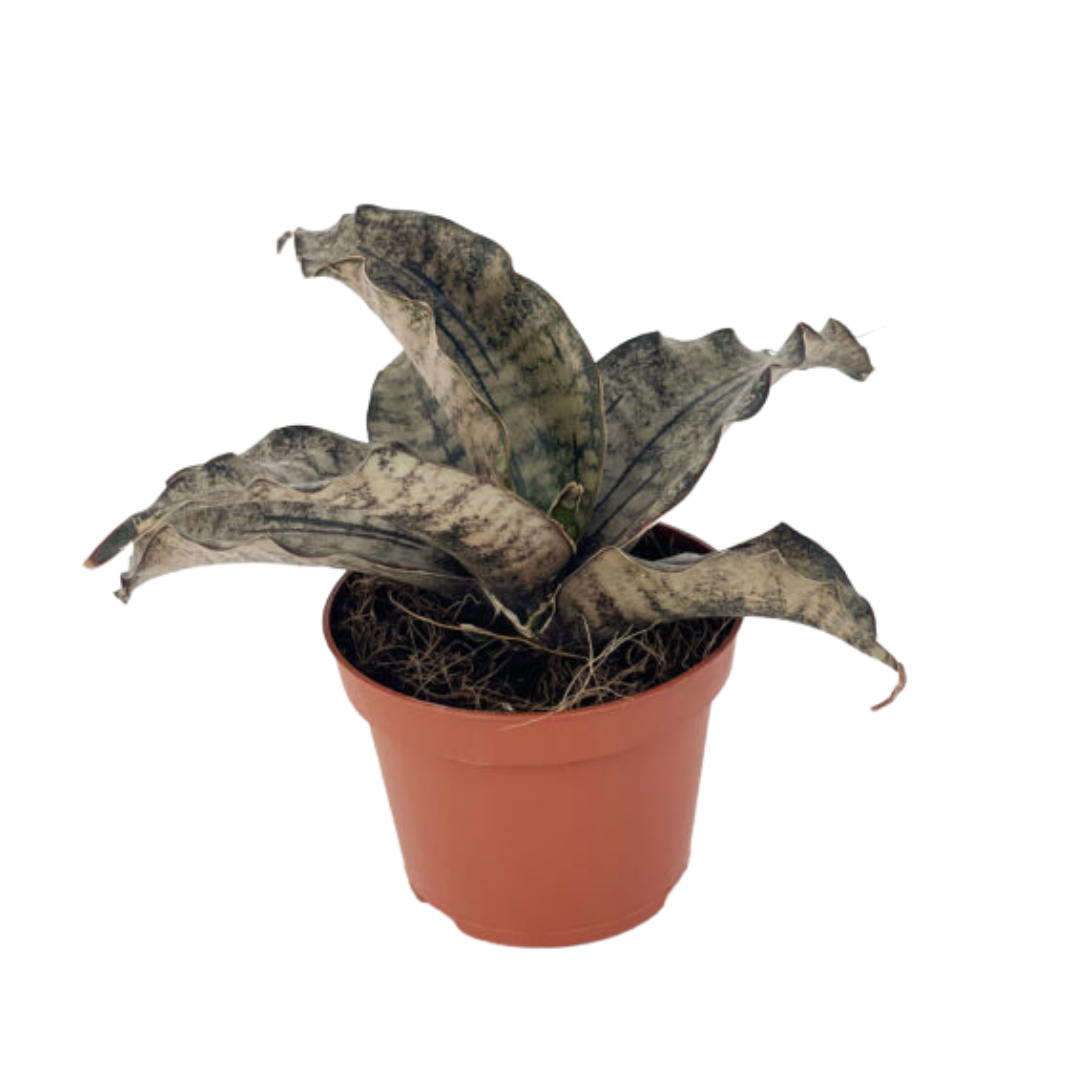 Sansevieria Copper Tone