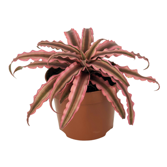 Cryptanthus