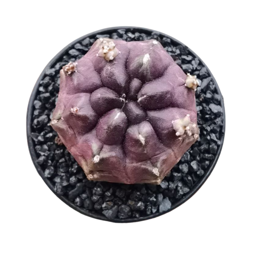Gymnocalycium - Daydream