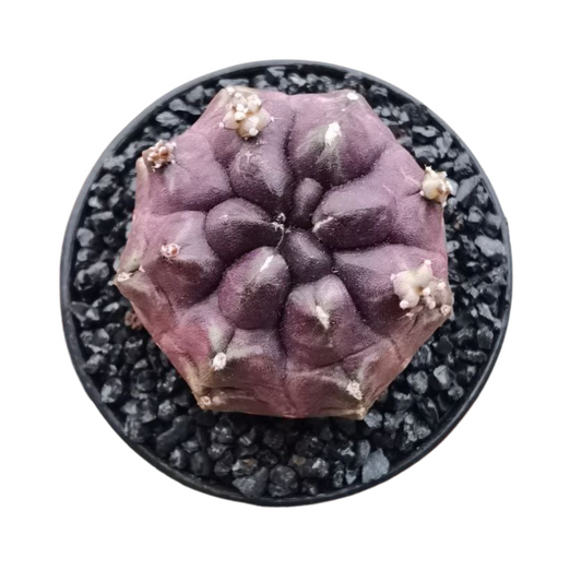 Gymnocalycium - Daydream
