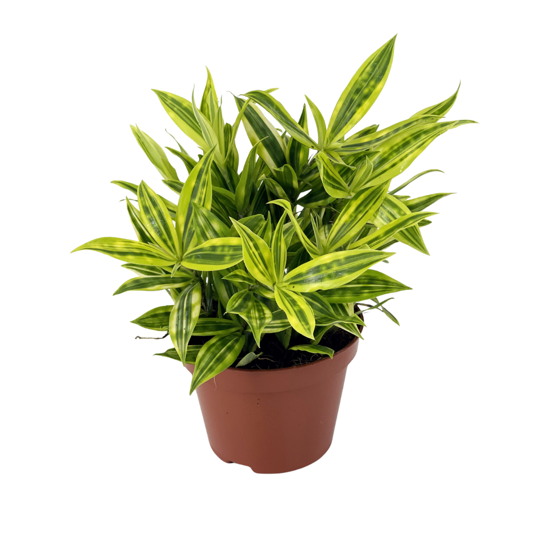 Dracena Godseffiana