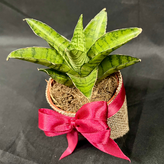 Plant Culture Sansevieria Gabriela 6cm – Compact Christmas Gift Plant