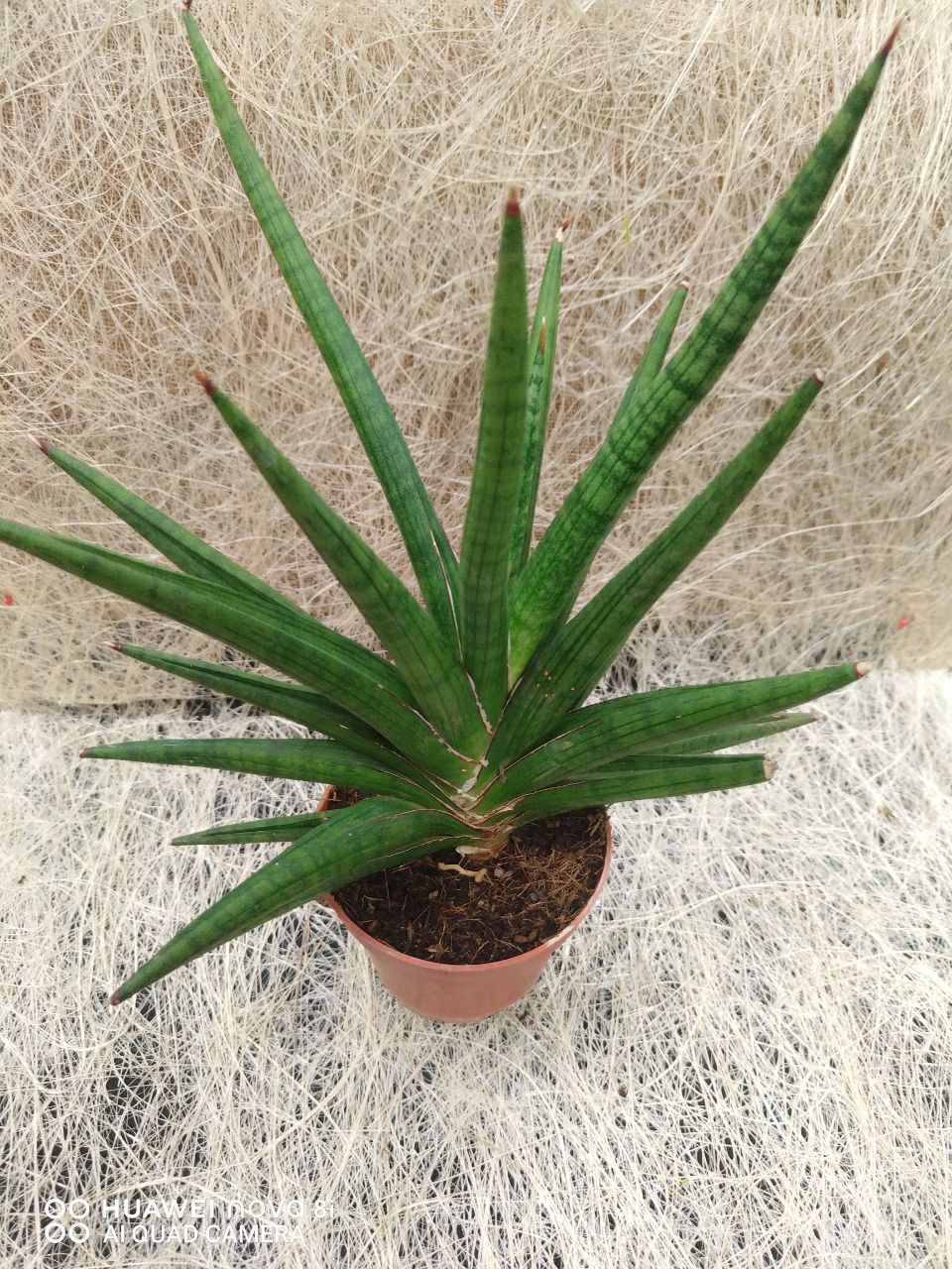 Sanseviera Giga Spiky 9cm