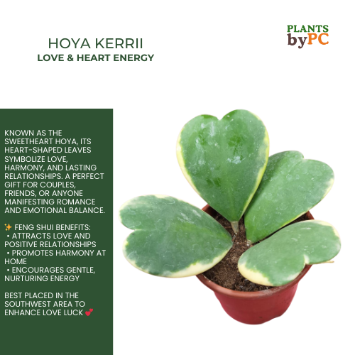 Hoya Kerrii