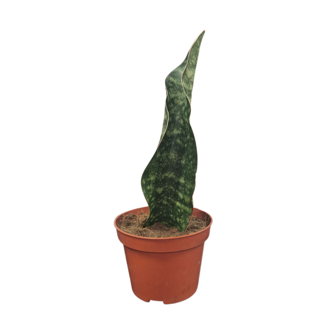 Sansevieria Kirkii Coral Blue