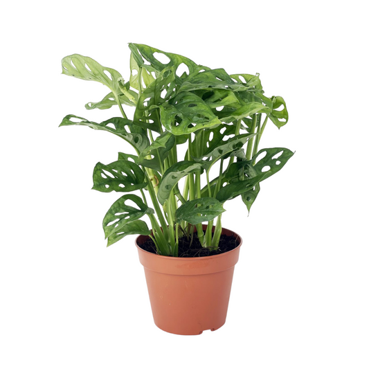 Monstera Adansonii
