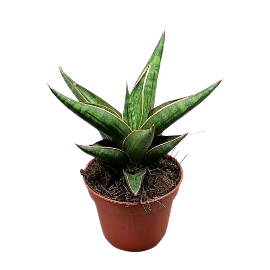 sansevieria kenya Sansevieria Mutom Kenya 6cm – Plant Culture PH