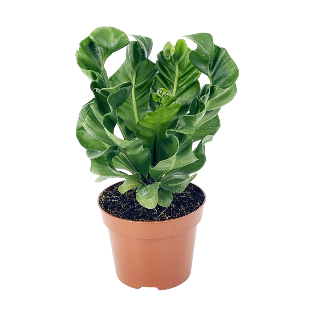 Cobra Fern