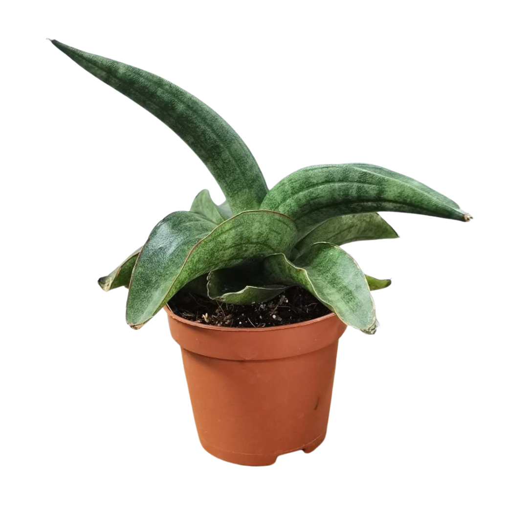 sansevieria patens for sale Sanseviera Patens – Plant Culture PH