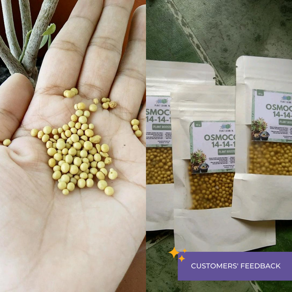 AICL Osmocote Controlled Release Fertilizer 14-14-14 1Kg